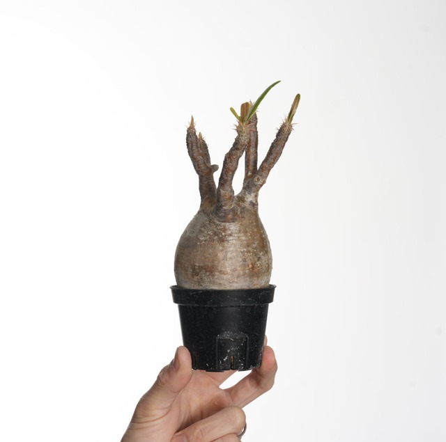 パキポディウム グラキリス no.2〈発根済み〉