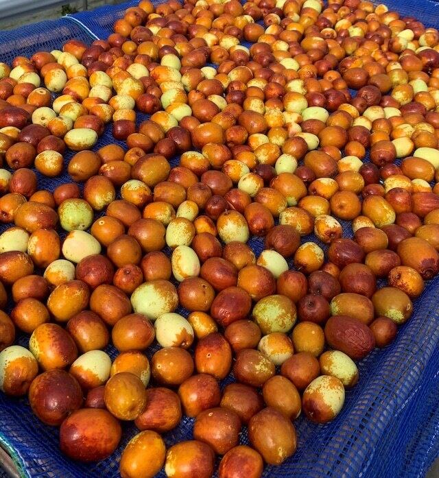 なつめジャム150g 3個セット | icona