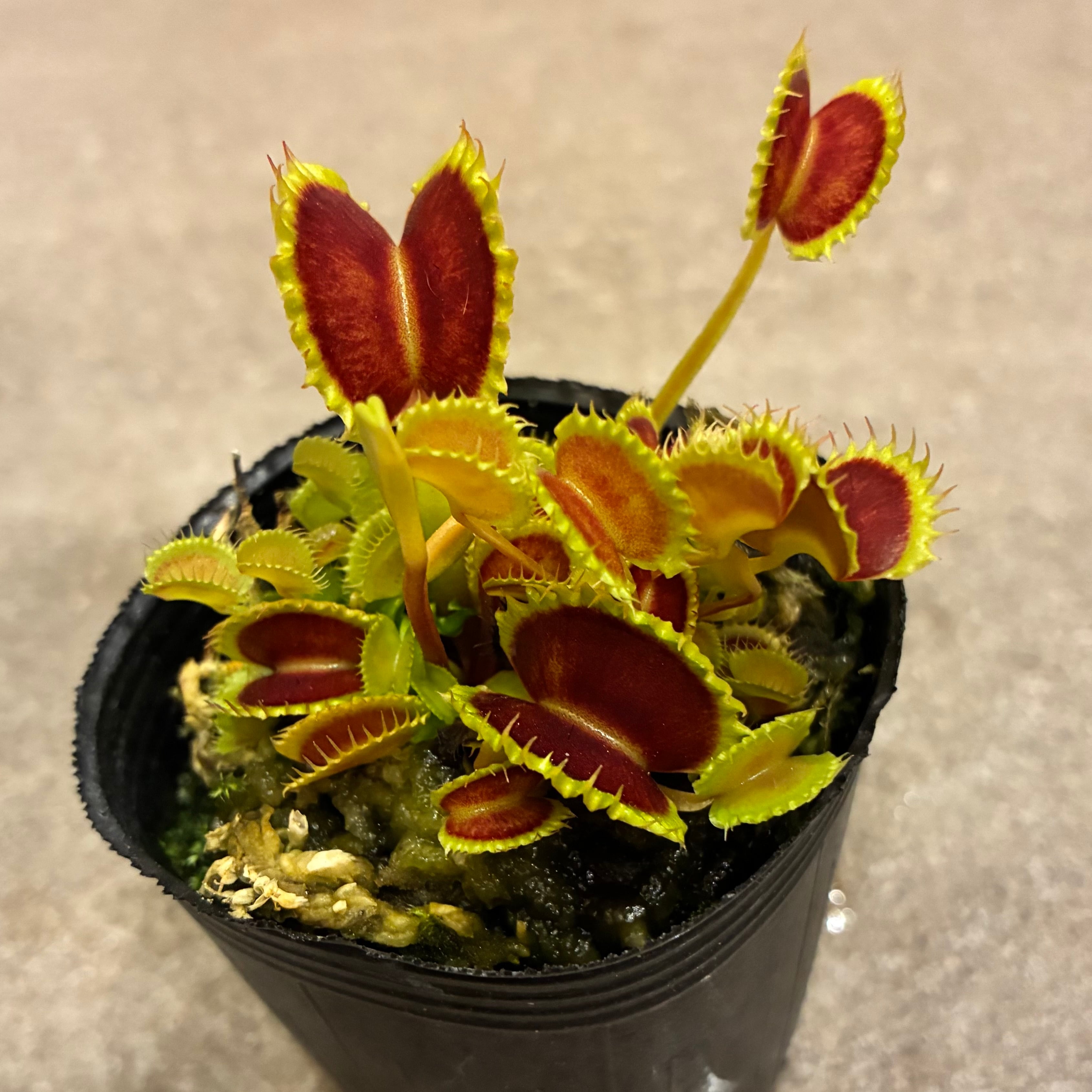 ハエトリソウ ダンプリング Dionaea muscipula dumpling | G・LABO shop
