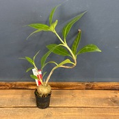 【クリアランス】Hydnophytum cf. lauterbachii Siuthern Nabire, Central Papua【119】