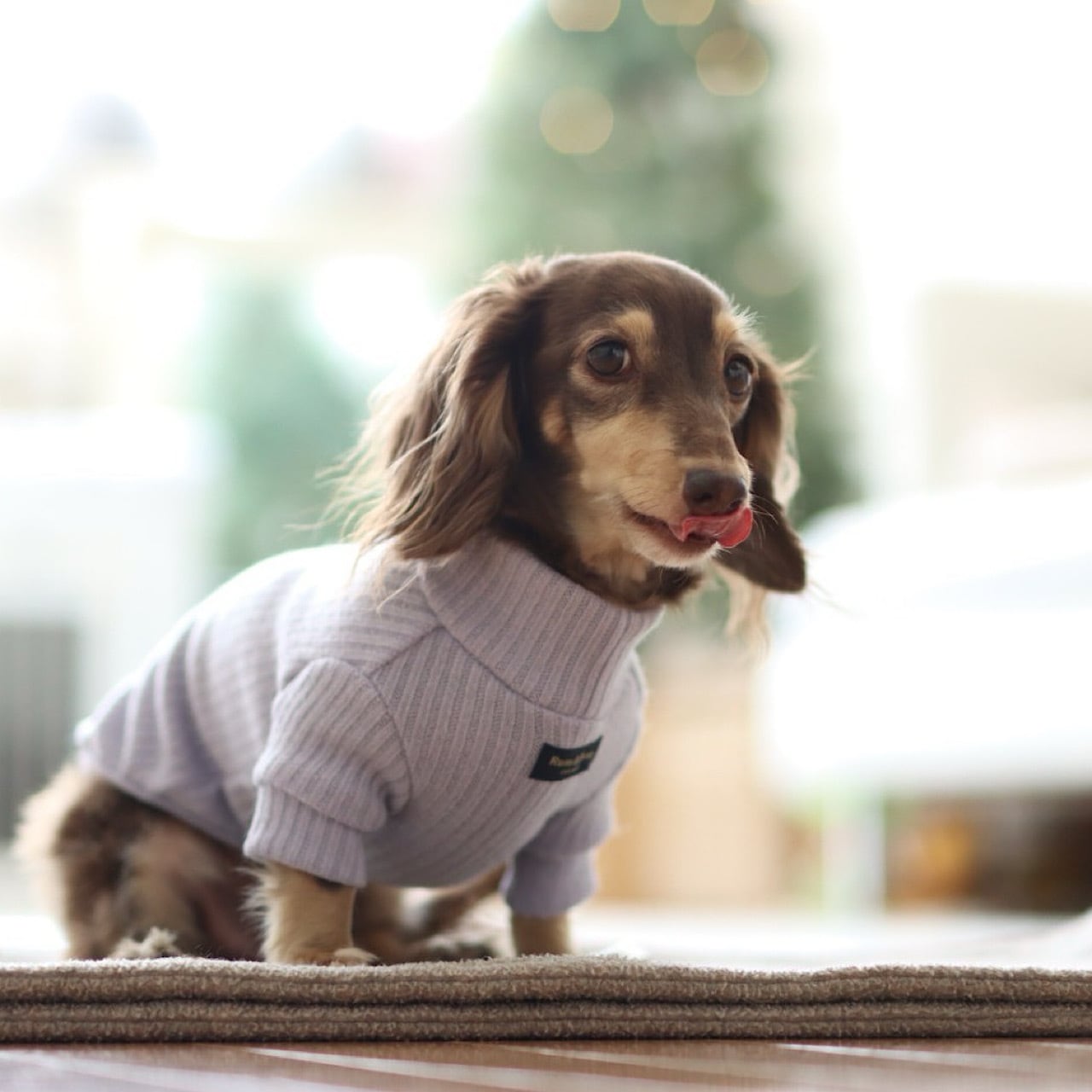 カニンヘンダックスとミニチュアダックス専門のお洋服webショップ