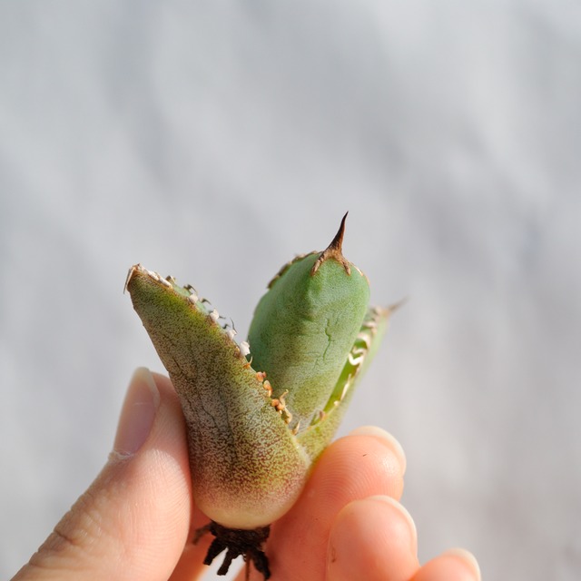 アガベ チタノタ ライトリー ホワイト ソーン セレクション No.7