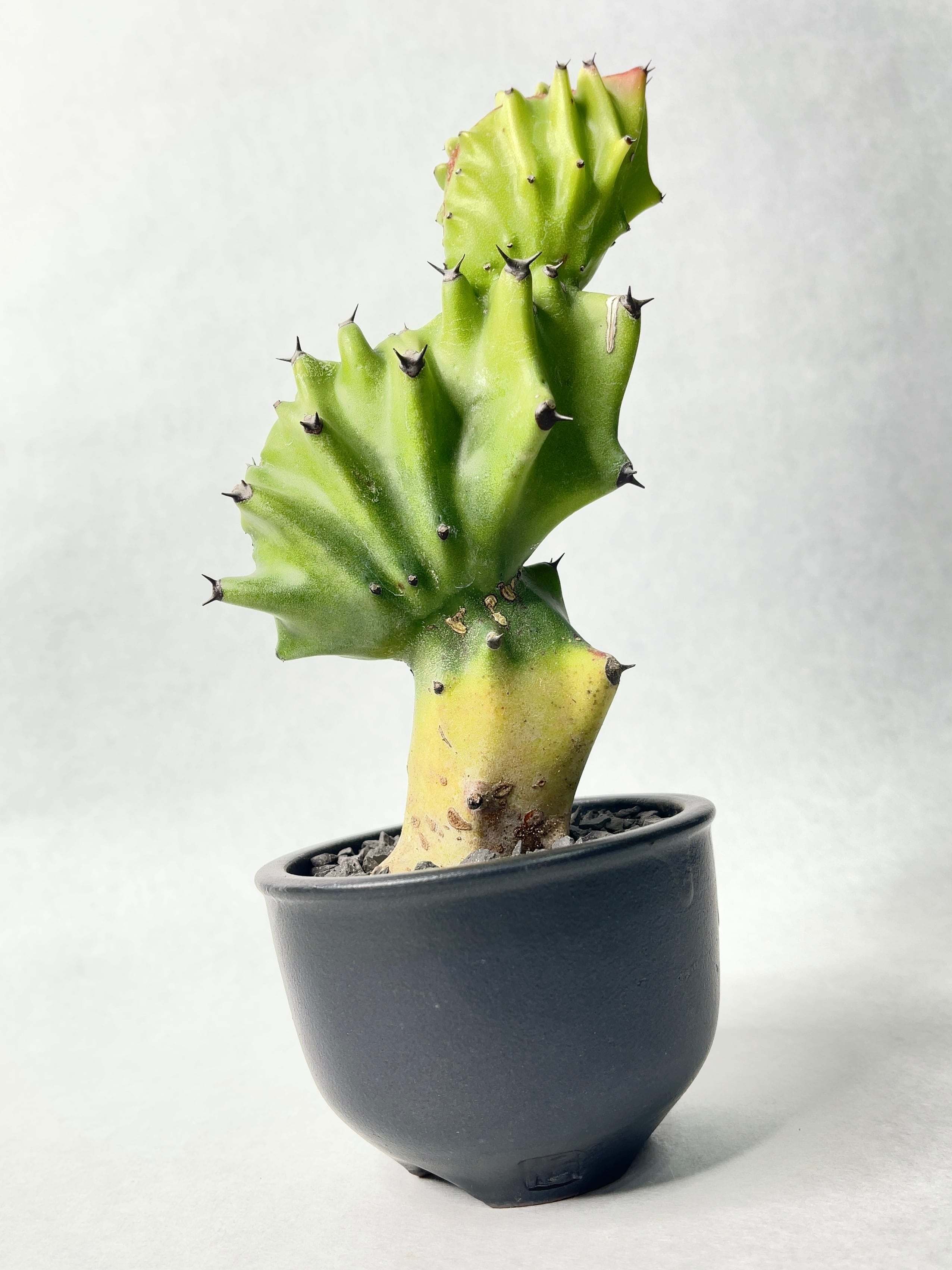 ユーフォルビア・マカイキリン