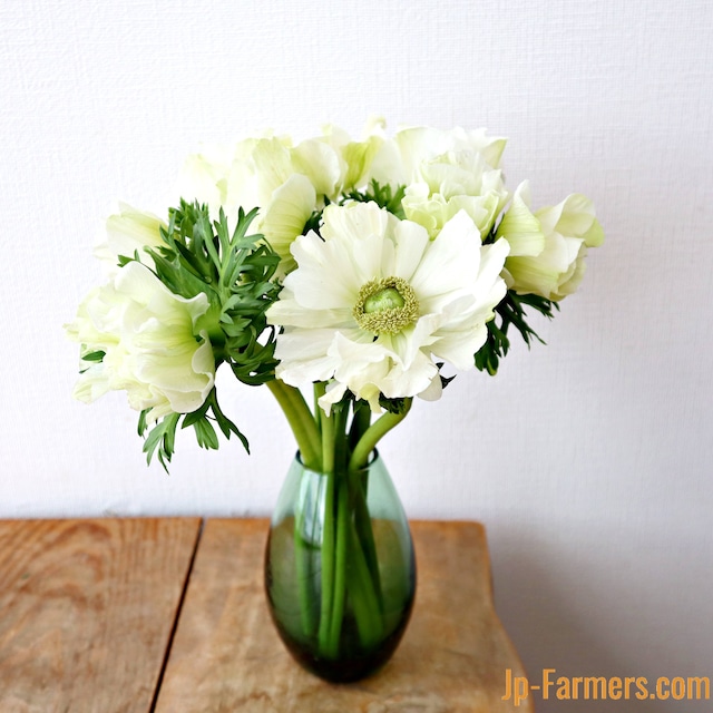 【お宝商品　即出荷】信州諏訪　アネモネ　モナリザホワイト 30本