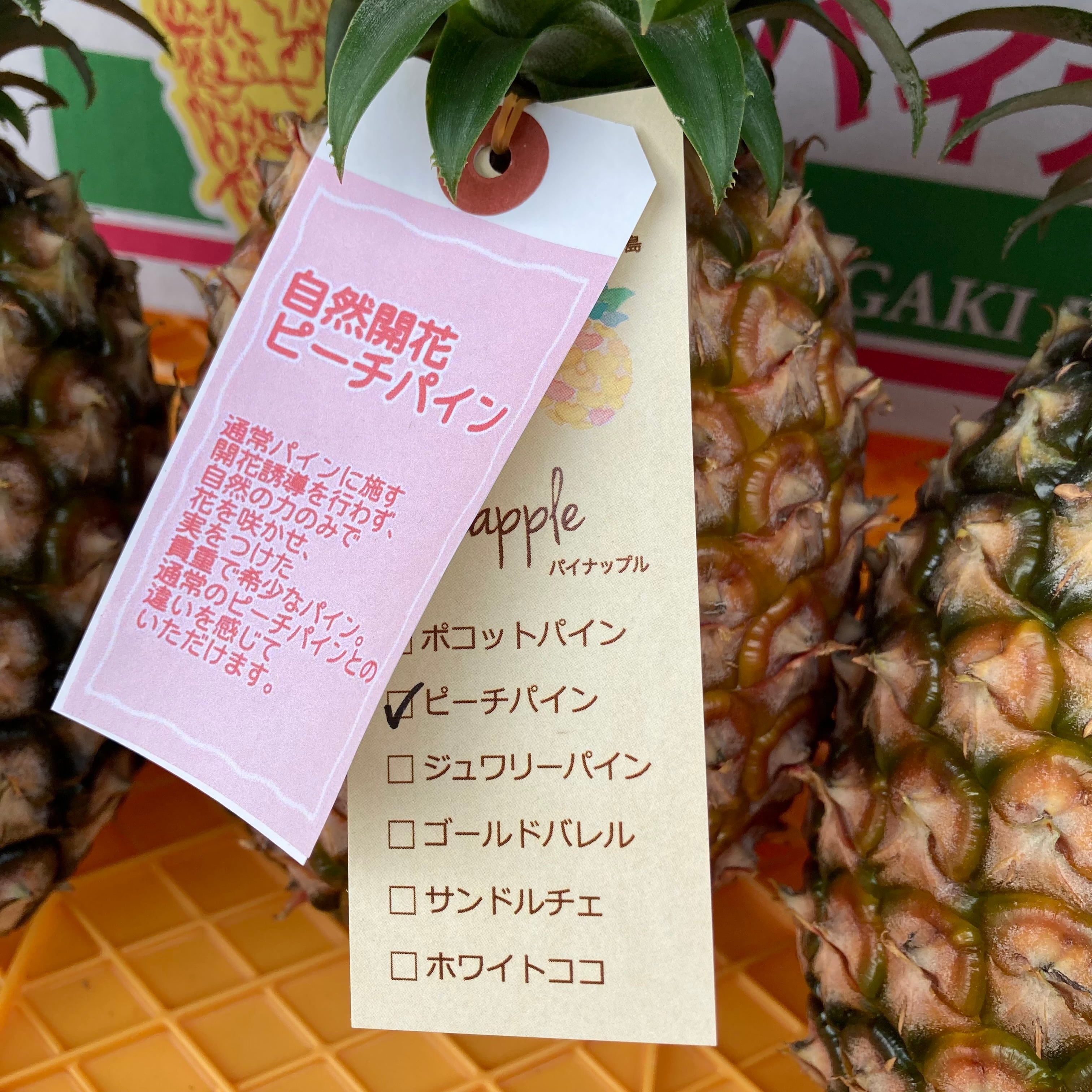 石垣島 前花パイン農園