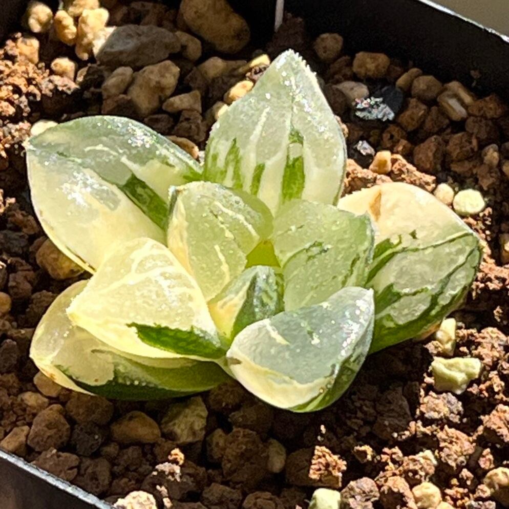 ハオルチア ムチカ錦① | mocono_plants