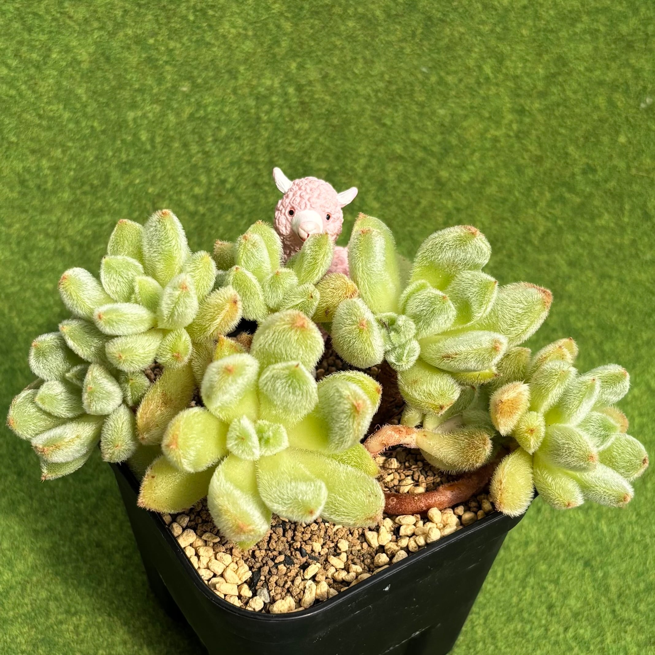 お買い得 多肉植物 ぷくぷく系 4点セット | PAY ID