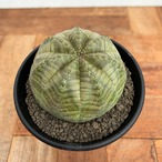Euphorbia obesa【ユーフォルビア・オベサ】