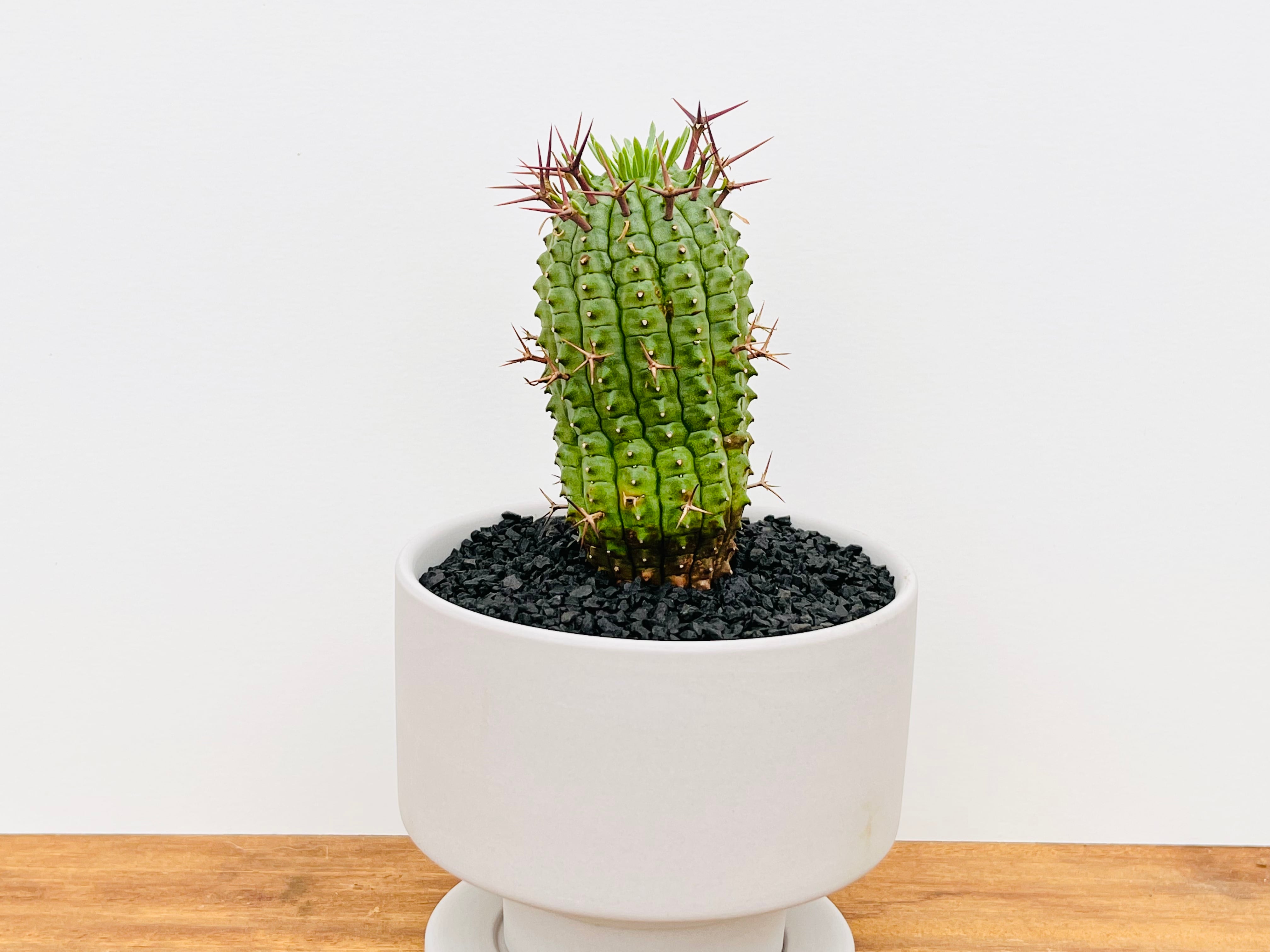 Euphorbia stellispina ユーフォルビア 群星冠 多肉植物 | plants MARU