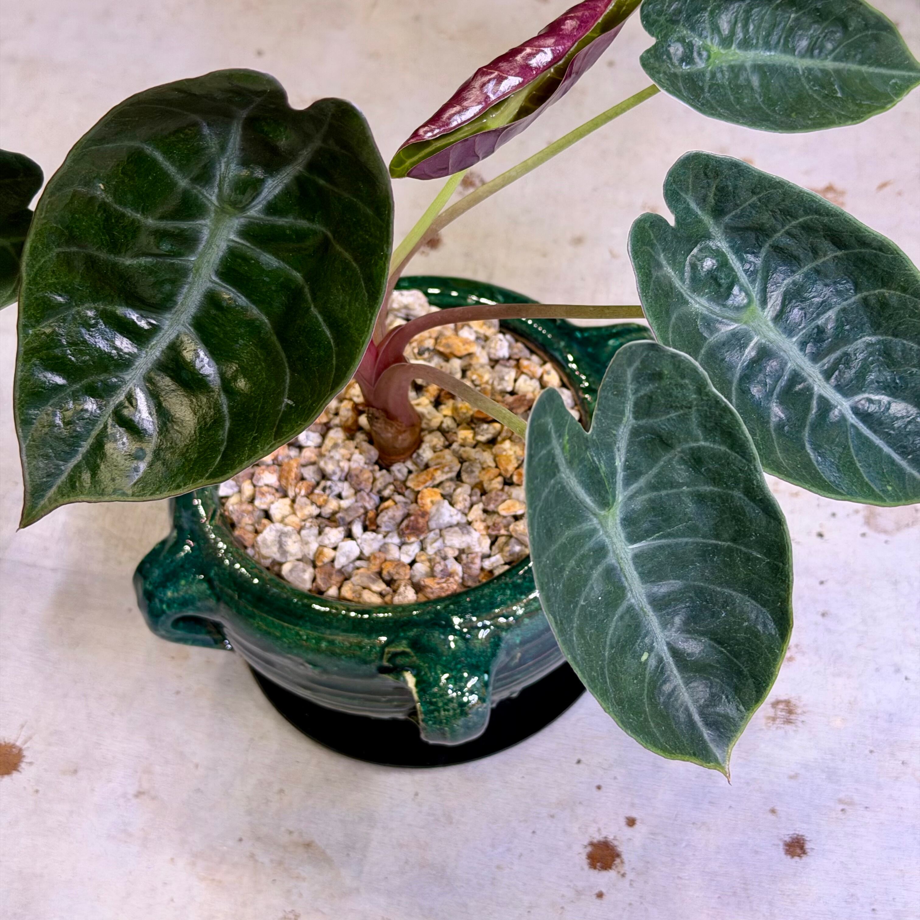 アロカシア・スーヒルマニアナ | barrelplants_BONSAI