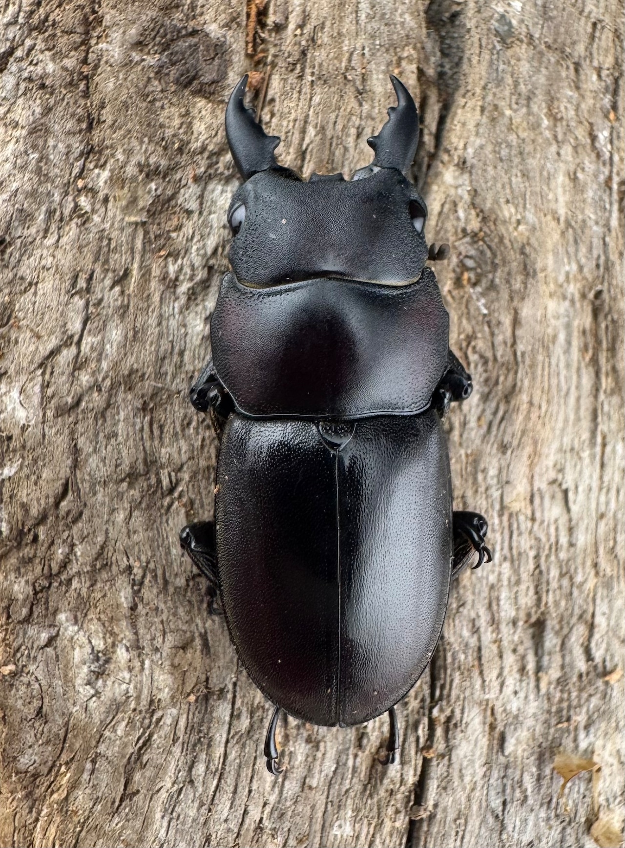 【WD】《ラクノステルヌスヒラタ亜種lumawigorum 30mm ペア》