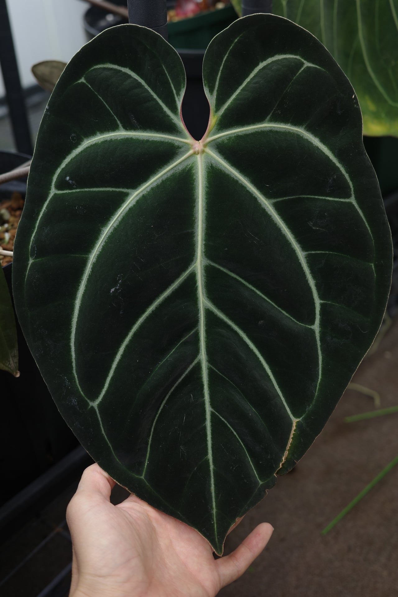 その他観葉植物 Anthurium 'Sunset Frill' division】Anthurium 'Sunset Frill' | anthuroom