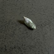 硅砂組 - 散華