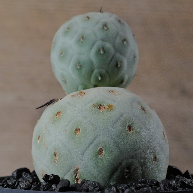 大球 最大幅 5cm 2球 ダブル テフロカクタス ゲオメトリクス