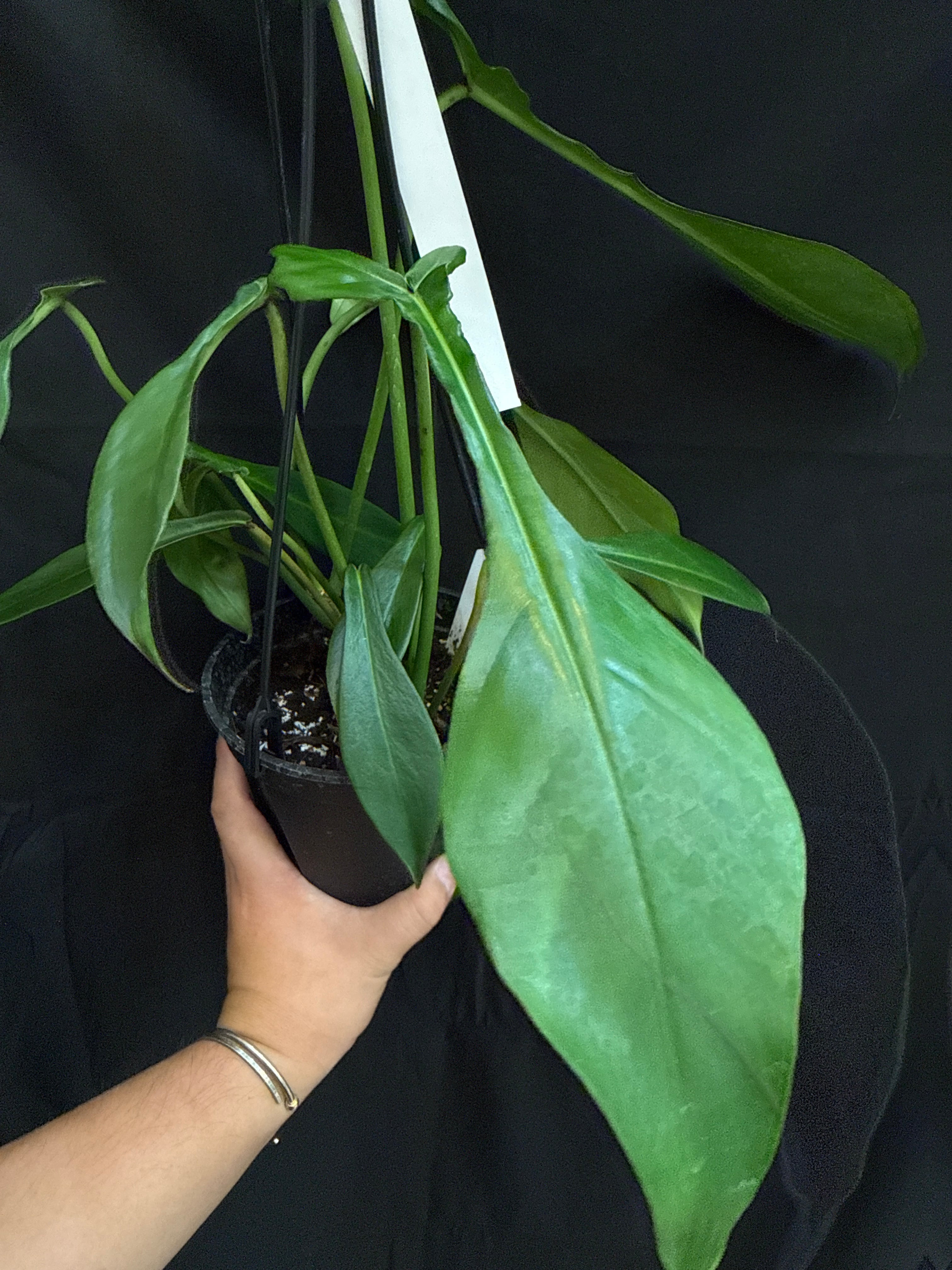 フィロデンドロン ジョーピー | Gardenえん 【観葉熱帯植物】