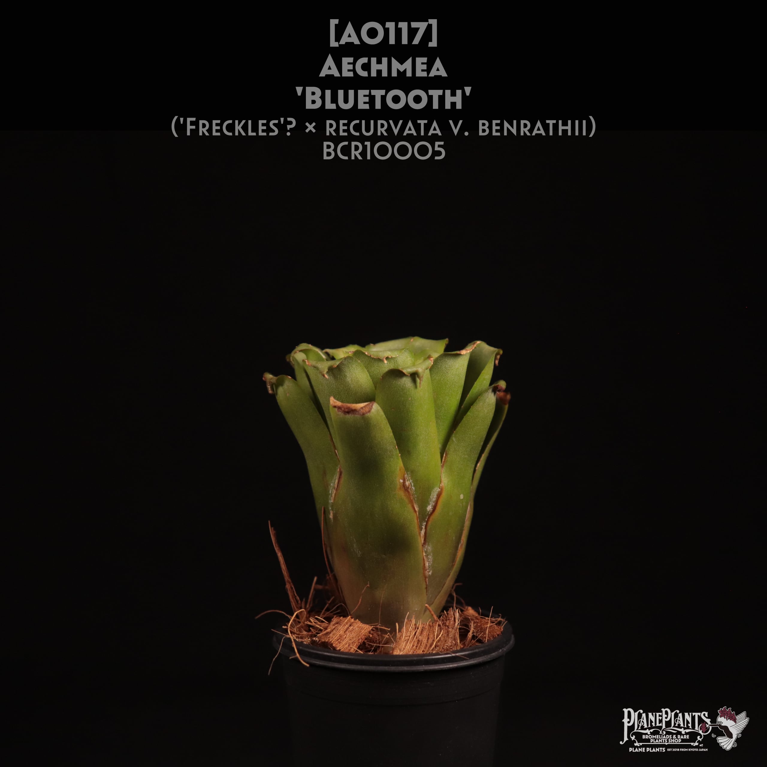 【送料無料】Aechmea 'Bluetooth'〔エクメア〕現品発送A0117
