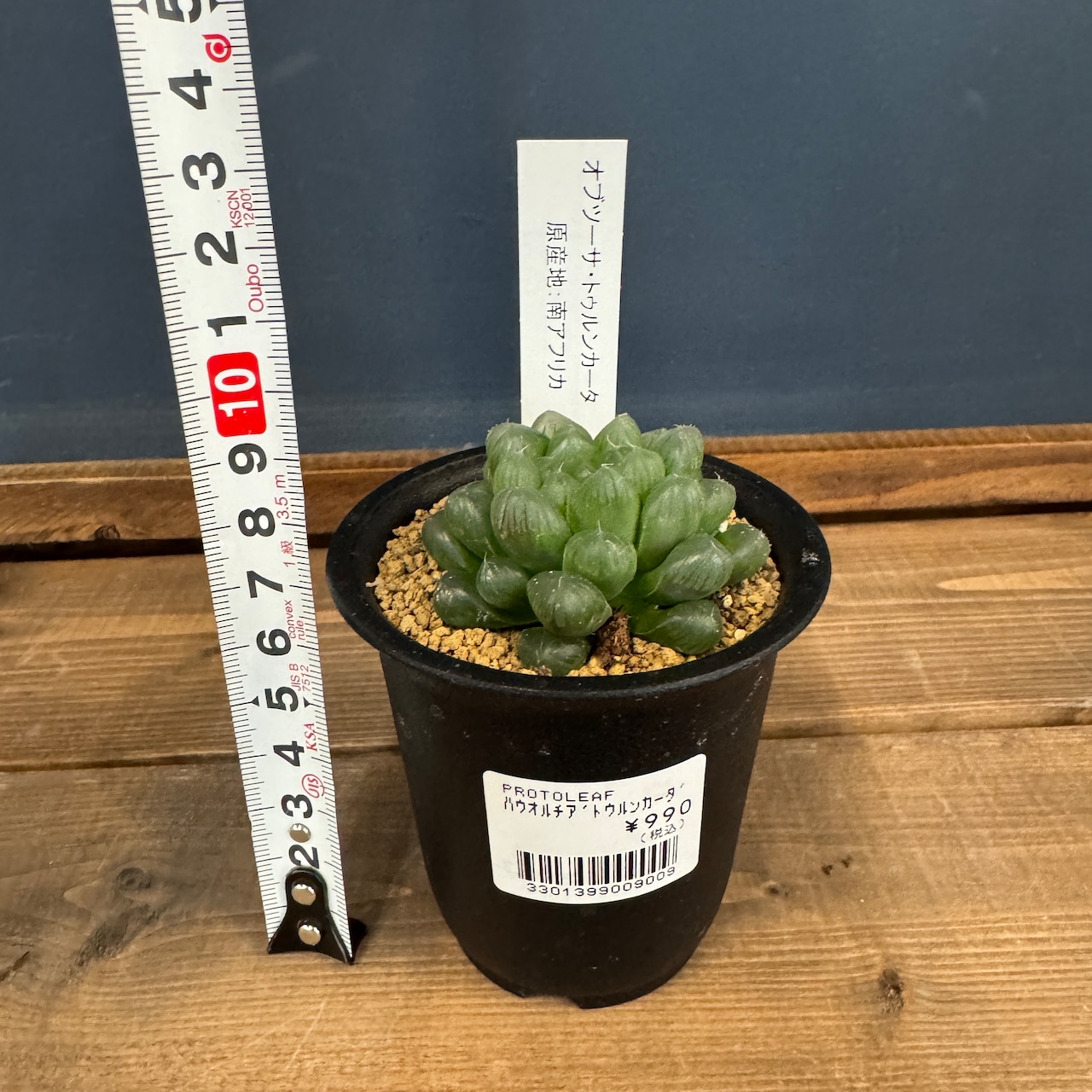 ハオルチア オブツーサ トゥルンカータ【397】