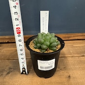 ハオルチア オブツーサ トゥルンカータ【397】