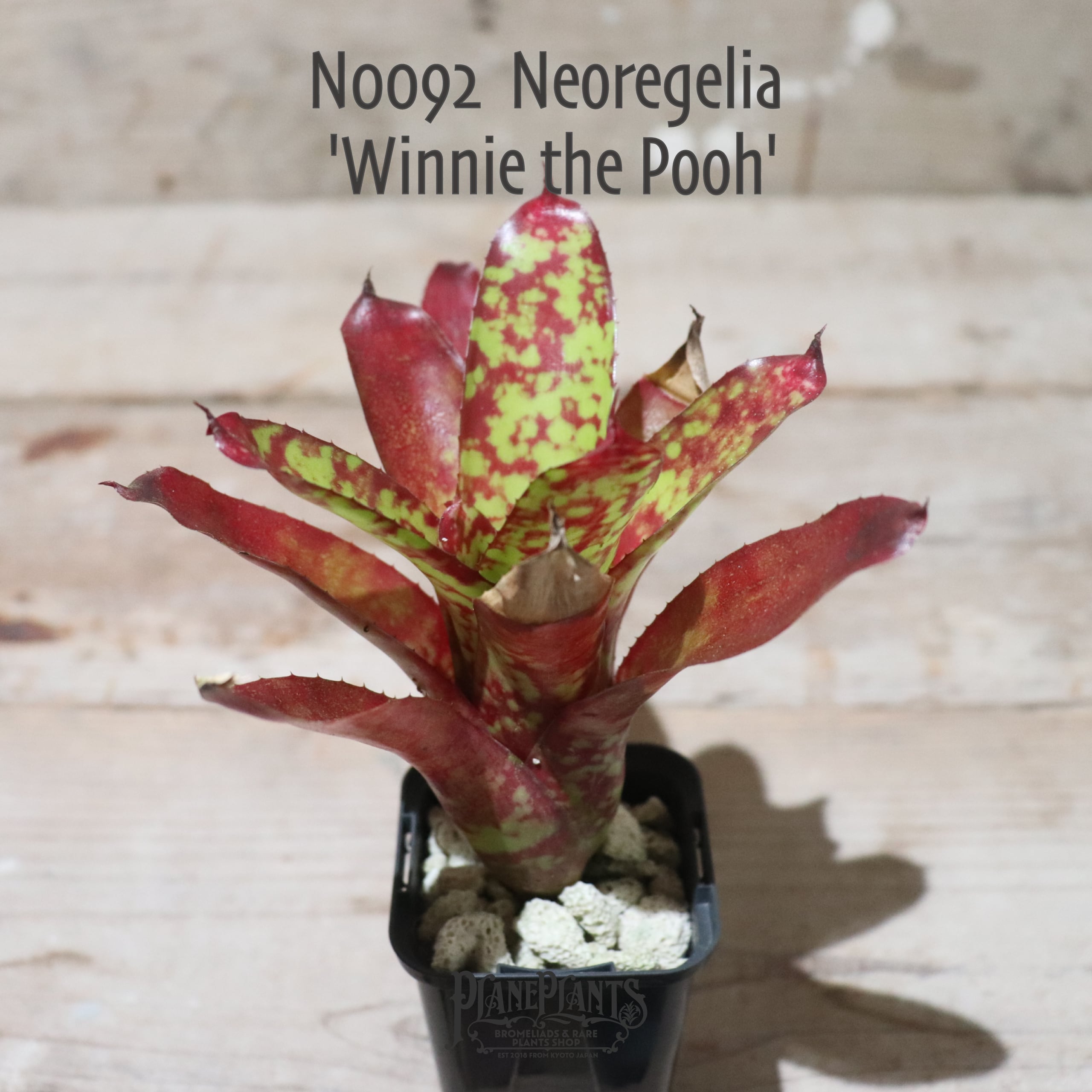 【送料無料】Neoregelia 'Winnie the Pooh'〔ネオレゲリア〕現品発送N0092