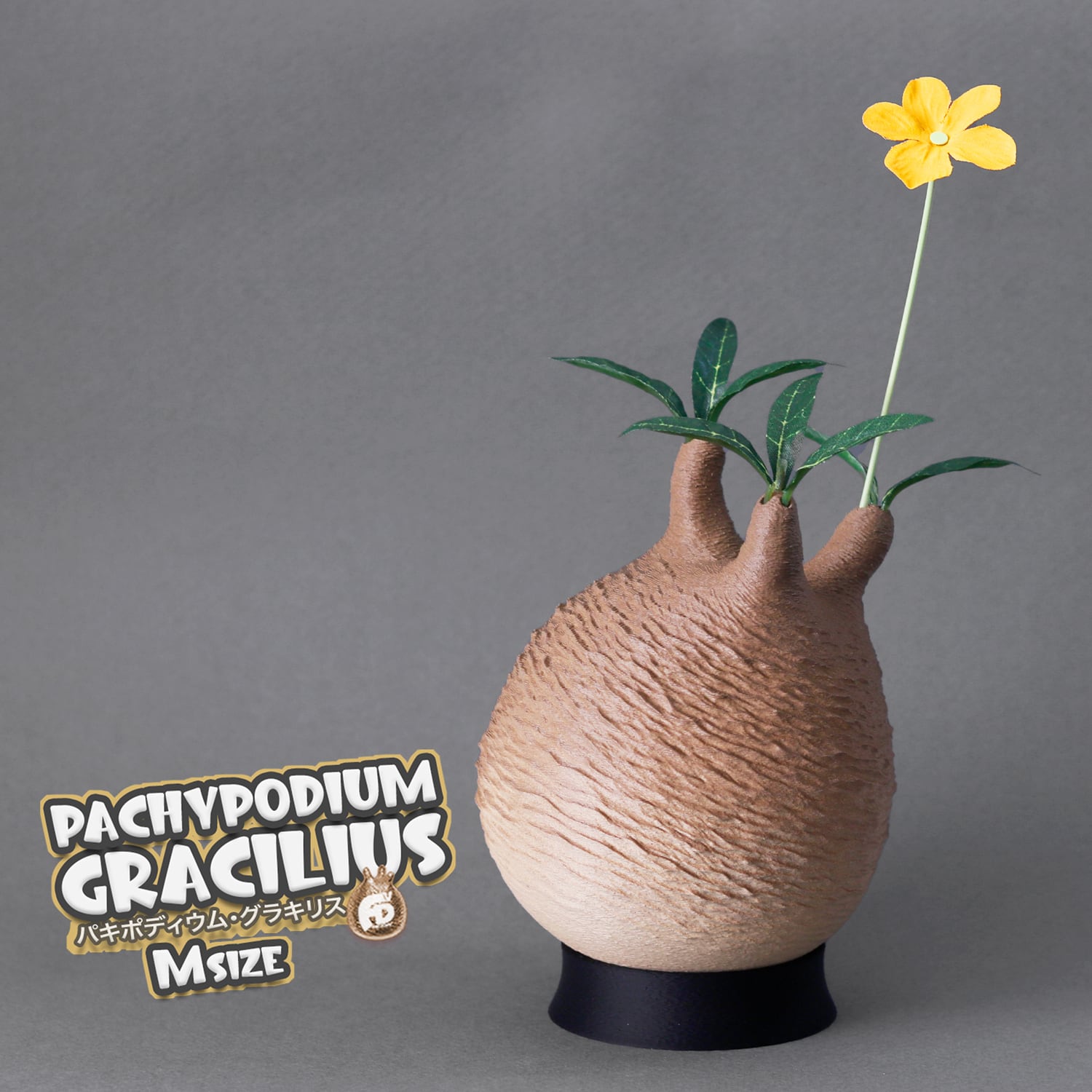 触れたくなるCaudex造形｜パキポディウム グラキリス｜(140x240) Msize