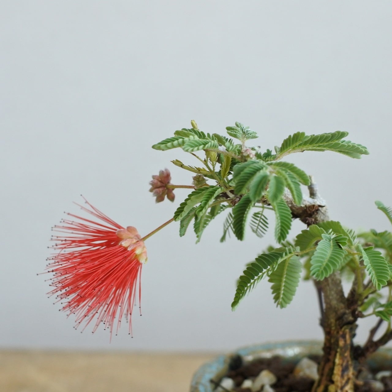 赤花のヒネム <H1> | BONSAI 鉄と山 | Garden Times