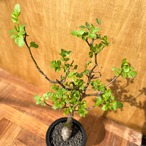 Bursera fagaroides【ブルセラ・ファガロイデス・実生】