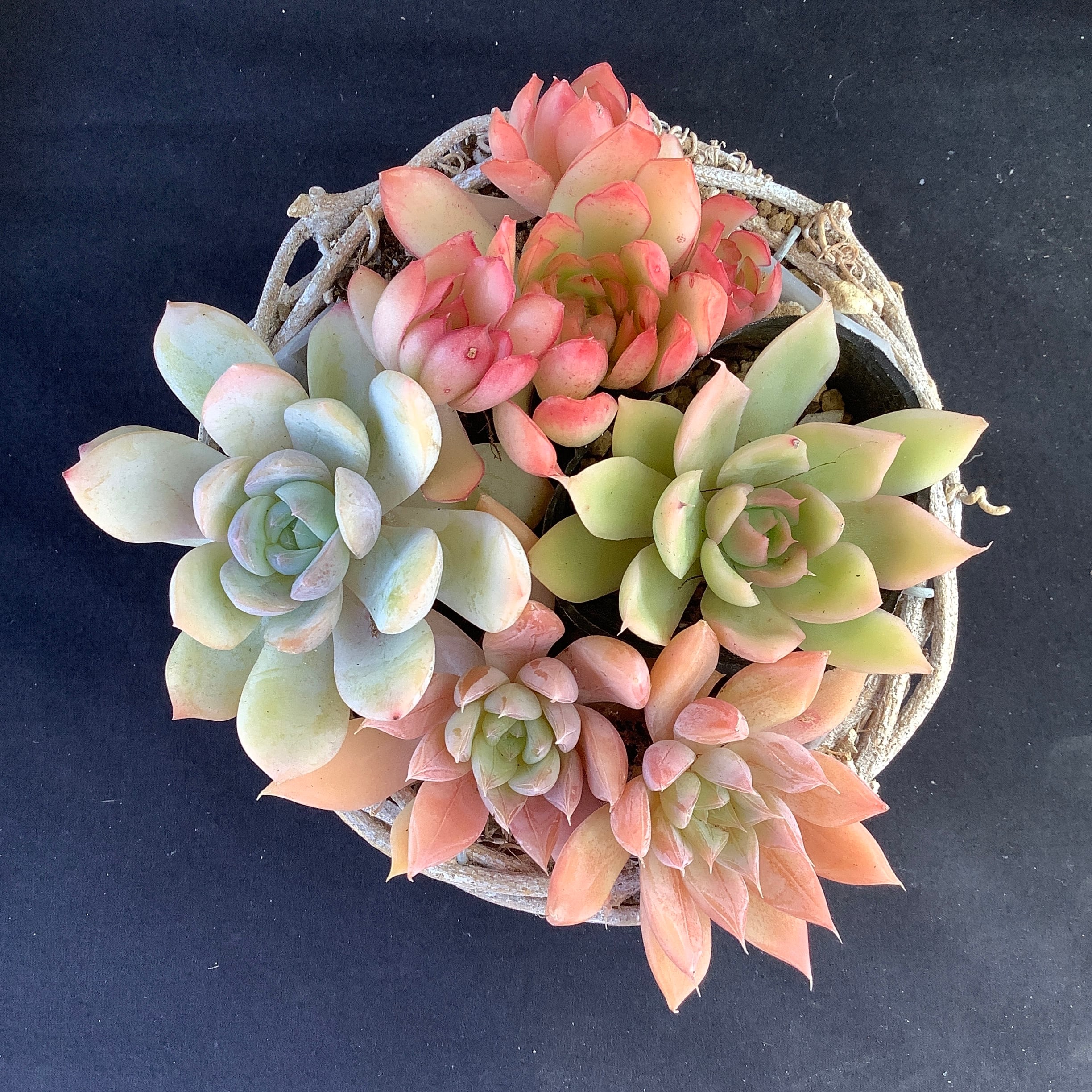 子株いっぱい❤️玉響❤️多肉アン 命名株 多肉 エケベリア 鉢のまま