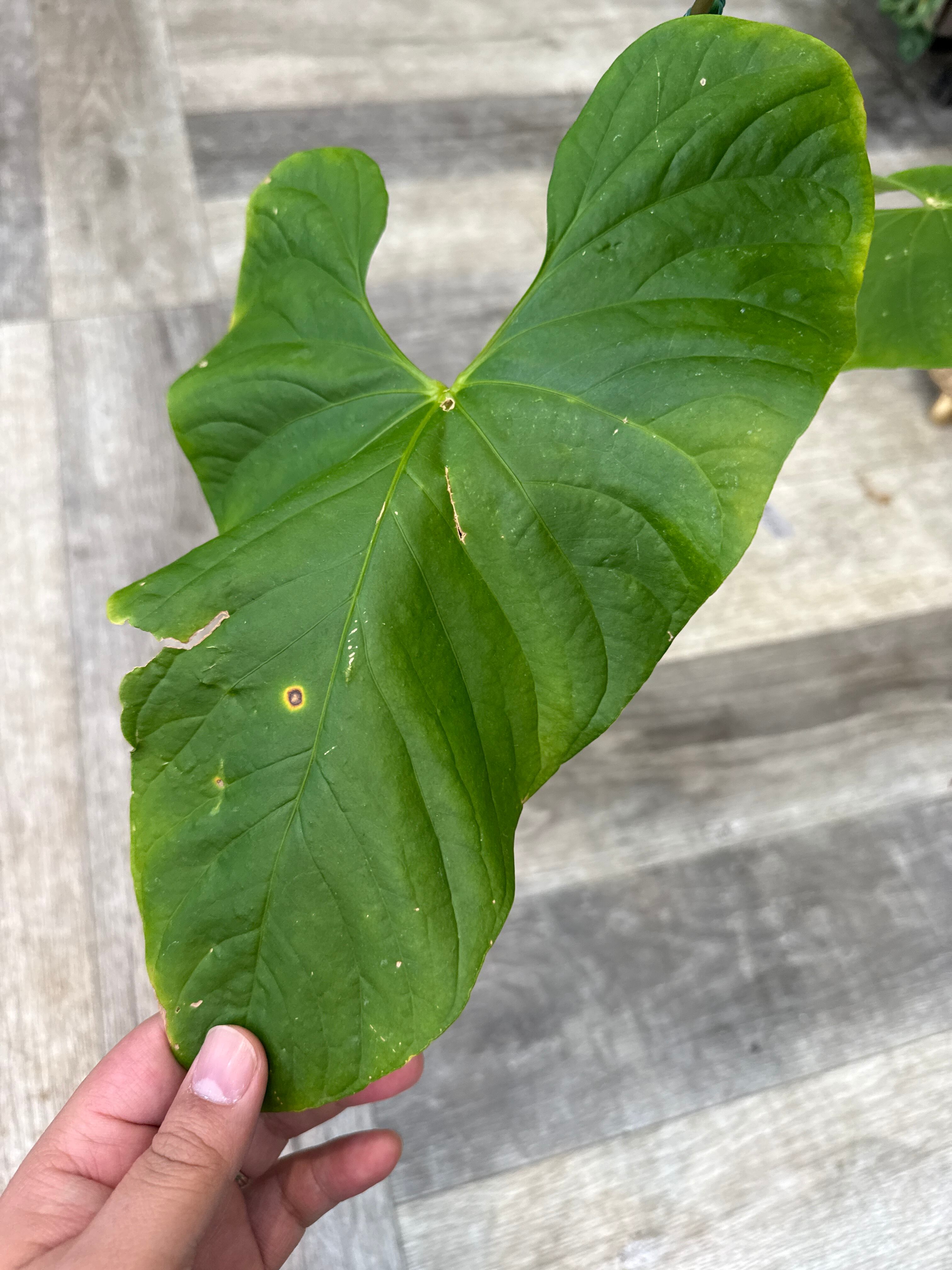 【希少種】アンスリウム・グイルディンキーAnthurium guildingii 希少種】アンスリウム・グイルディンキーAnthurium guildingii 【公式