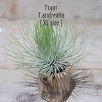 【送料無料】アンドレアナ XL〔エアプランツ〕現品発送T1491