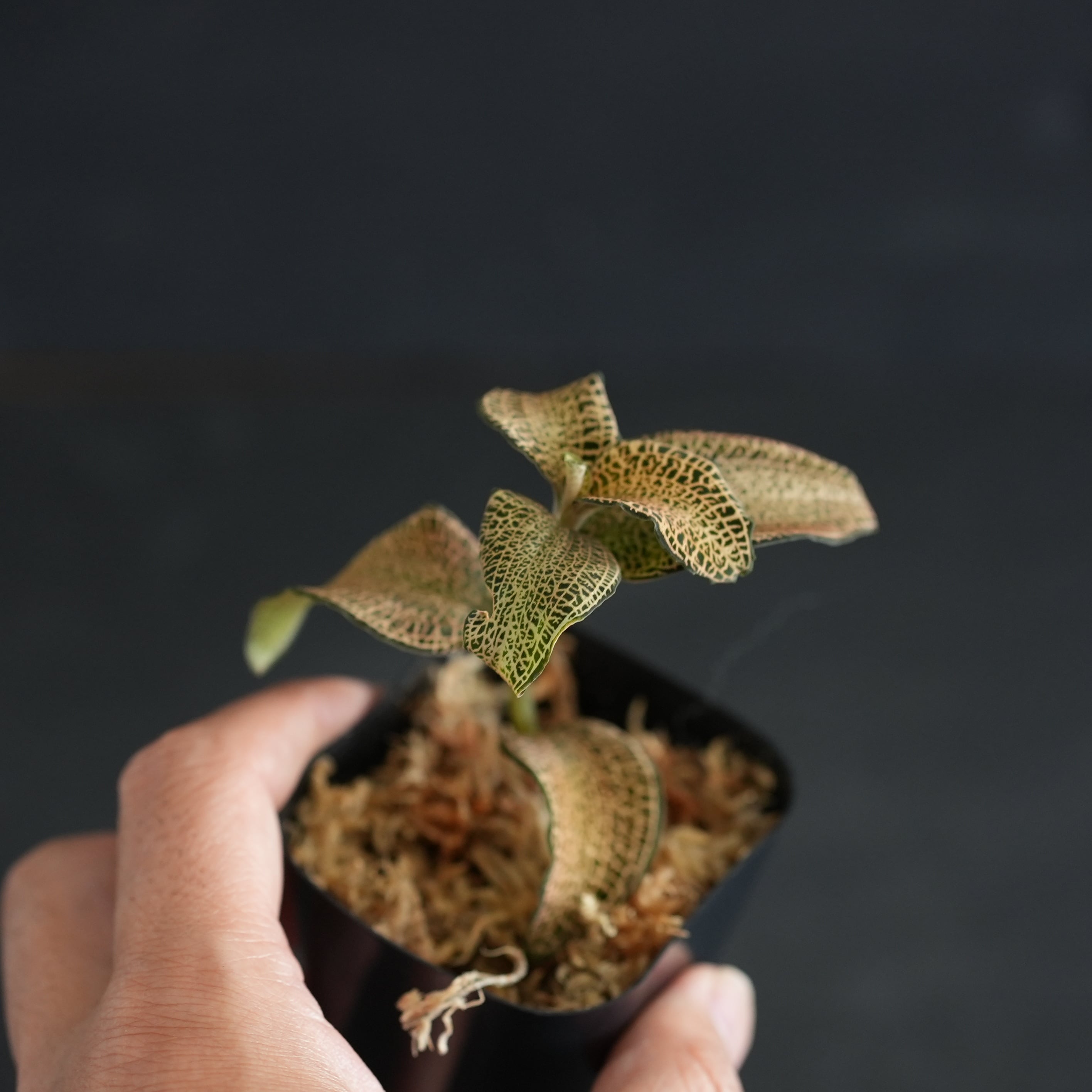 ◆現品◆Anoectochilus roxburghii Gold Vein Type【ジュエルオーキッド宝石蘭/TheGAKI】#871