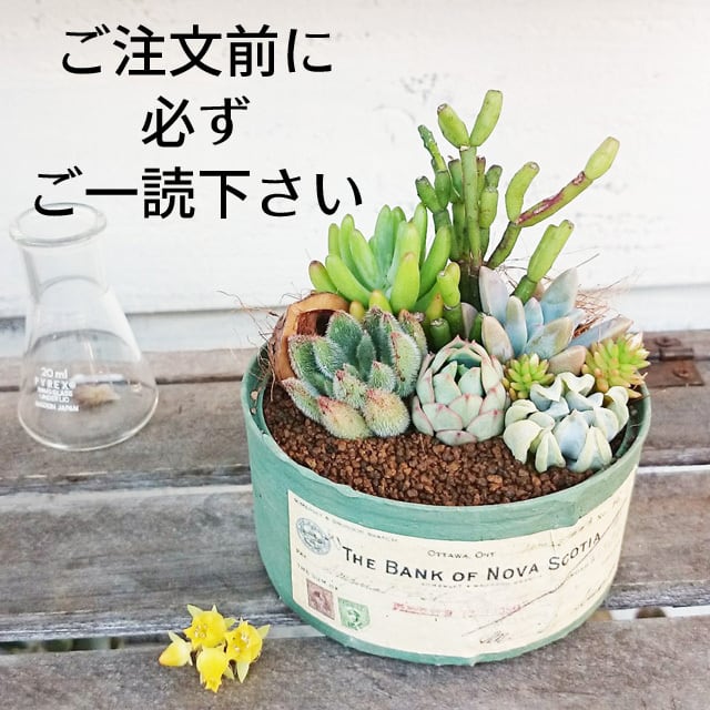 【お問合せ・確認用】植物全般(多肉、球根、水草、熱帯植物等) 2eda1cba2cce7cb8fe963f642f8392