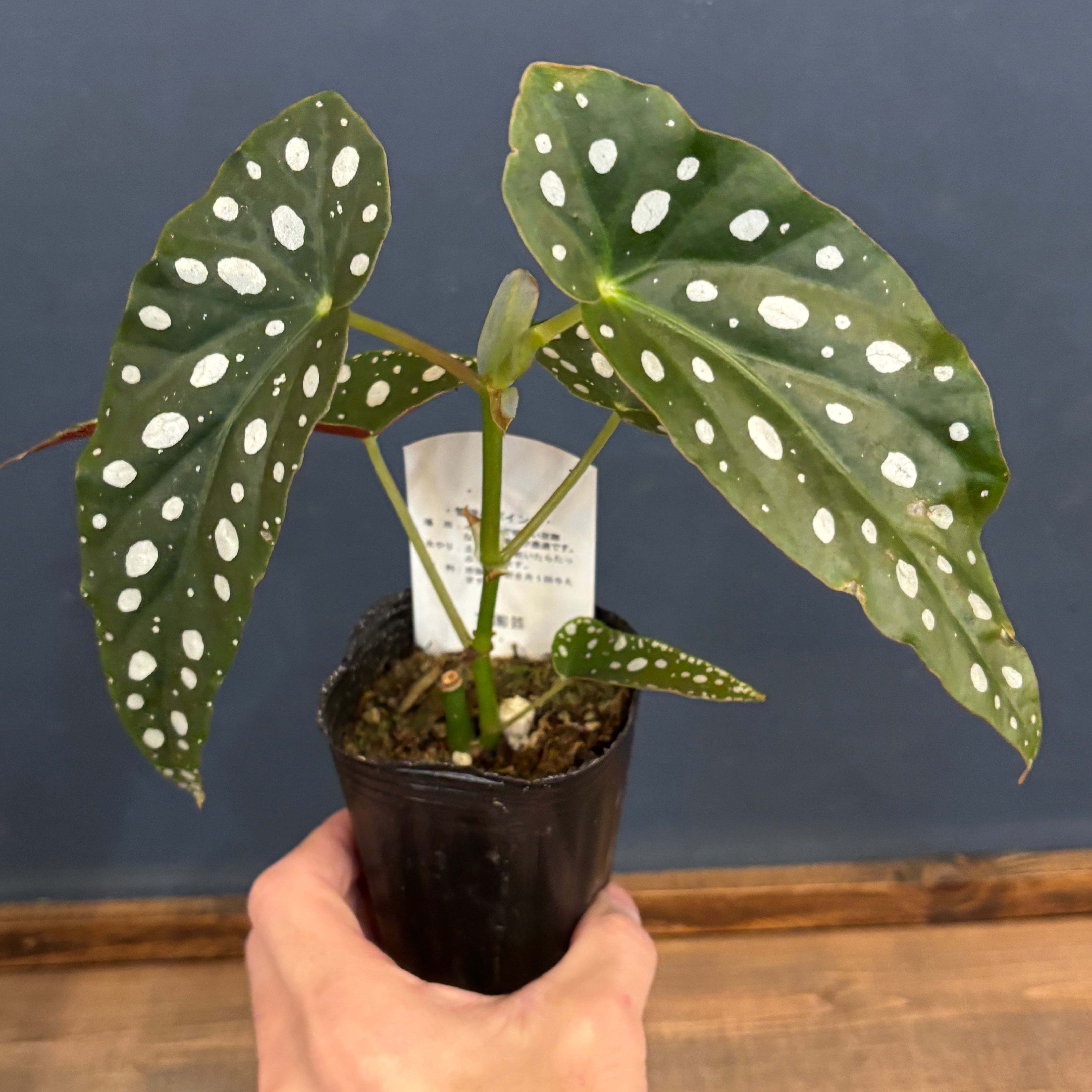 ベゴニア マクラータ【404】 | PROTOLEAF プロトリーフ