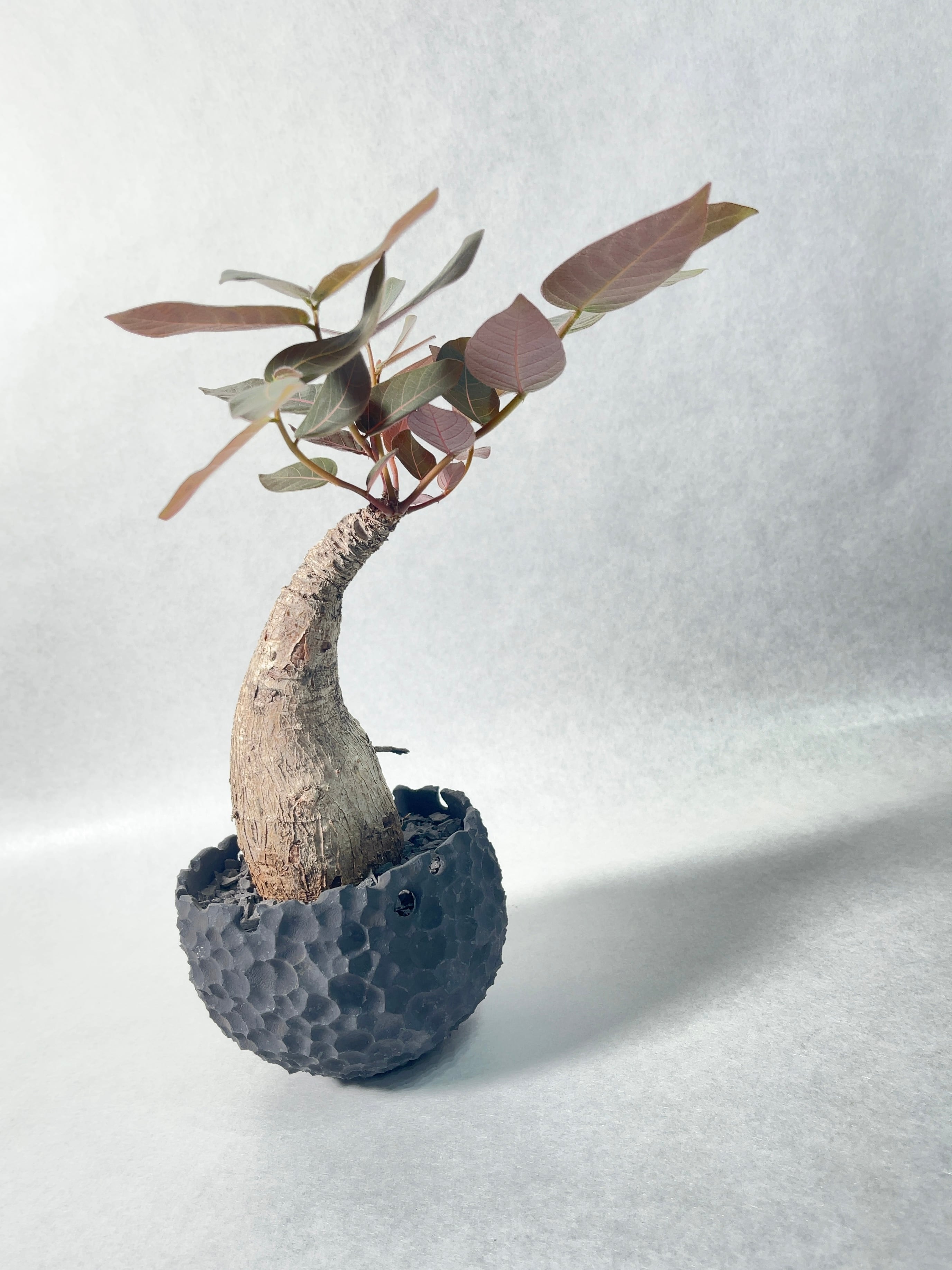 フィランサス・ミラビリス | trigger