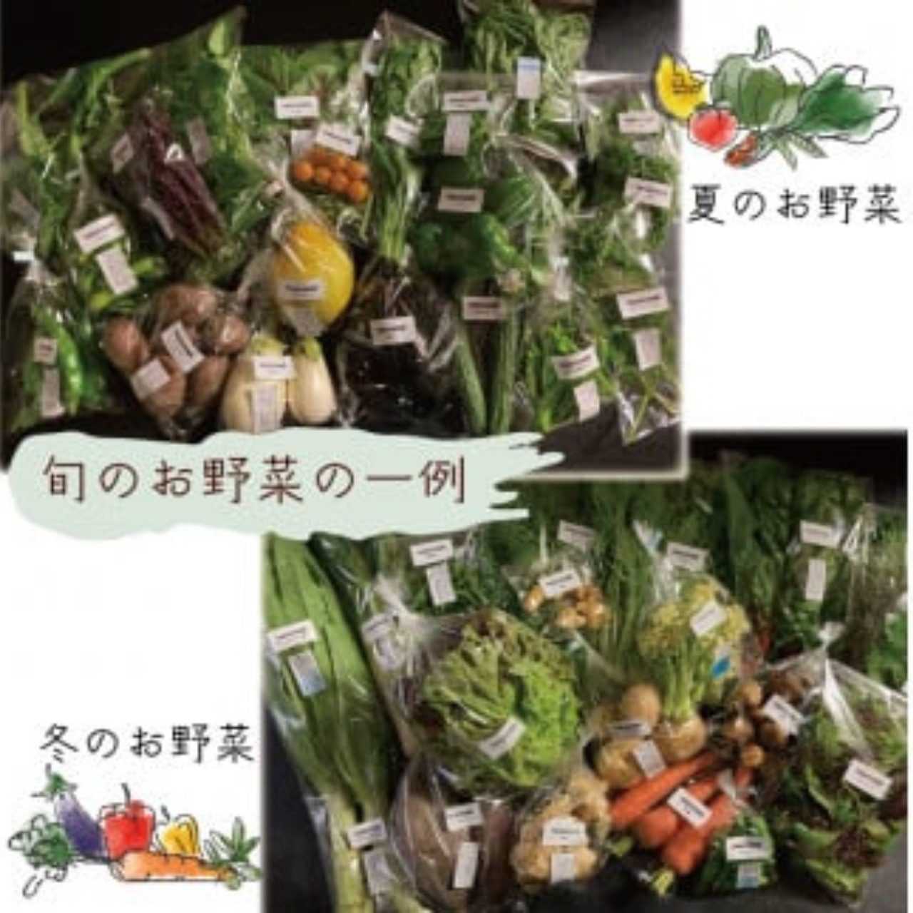 旬を楽しむおまかせお野菜セット 13-15種類 | TAGATAME