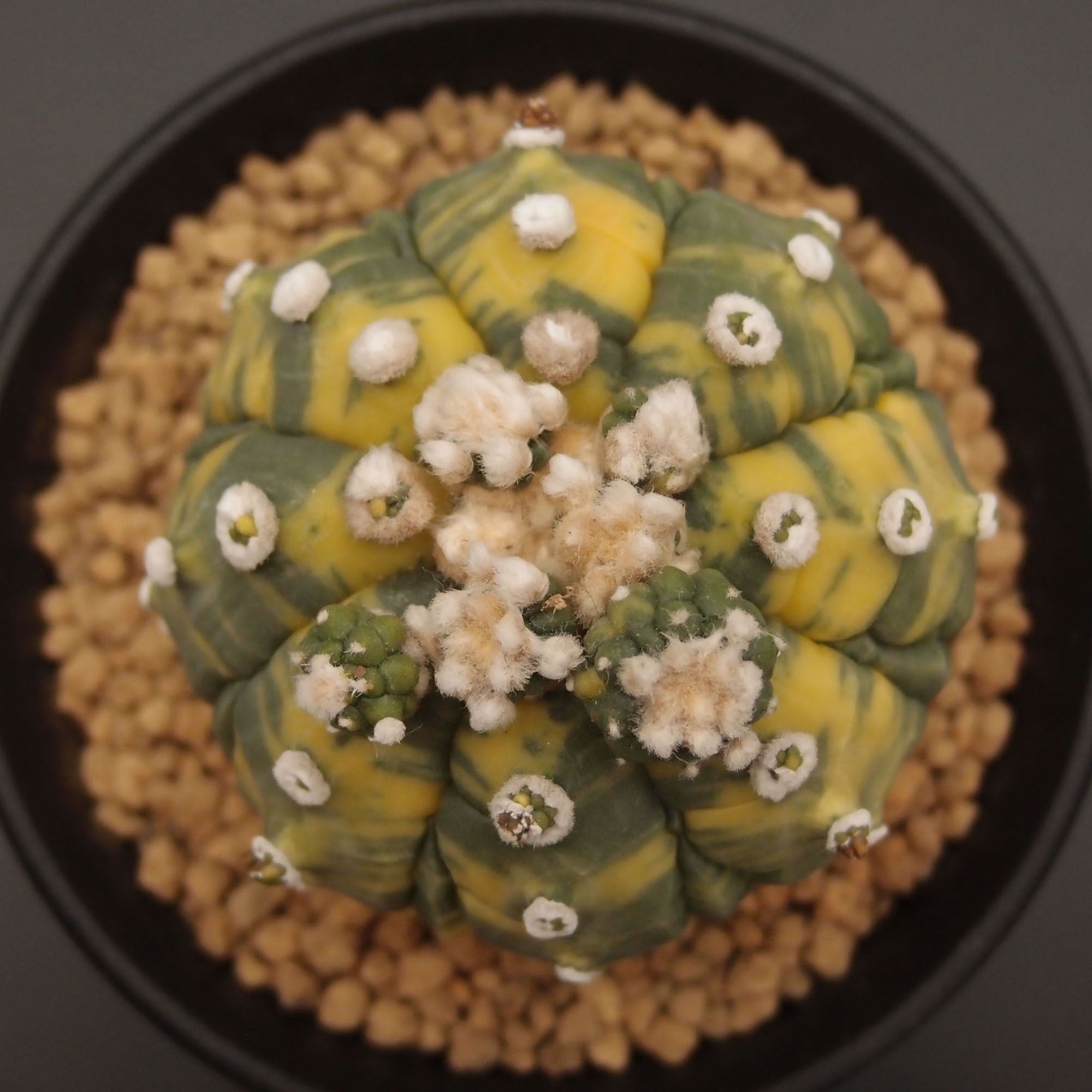 サボテン kota7ka サボテン | 万緑 BAN RYOKU