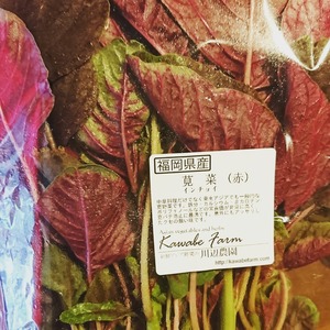 赤莧菜 / red leaf amaranthus / ผักโขมแดง　100ｇ