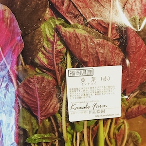 赤莧菜 / red leaf amaranthus / ผักโขมแดง　100ｇ