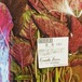 【シーズン終了しました】赤莧菜 / red leaf amaranthus / ผักโขมแดง　100ｇ