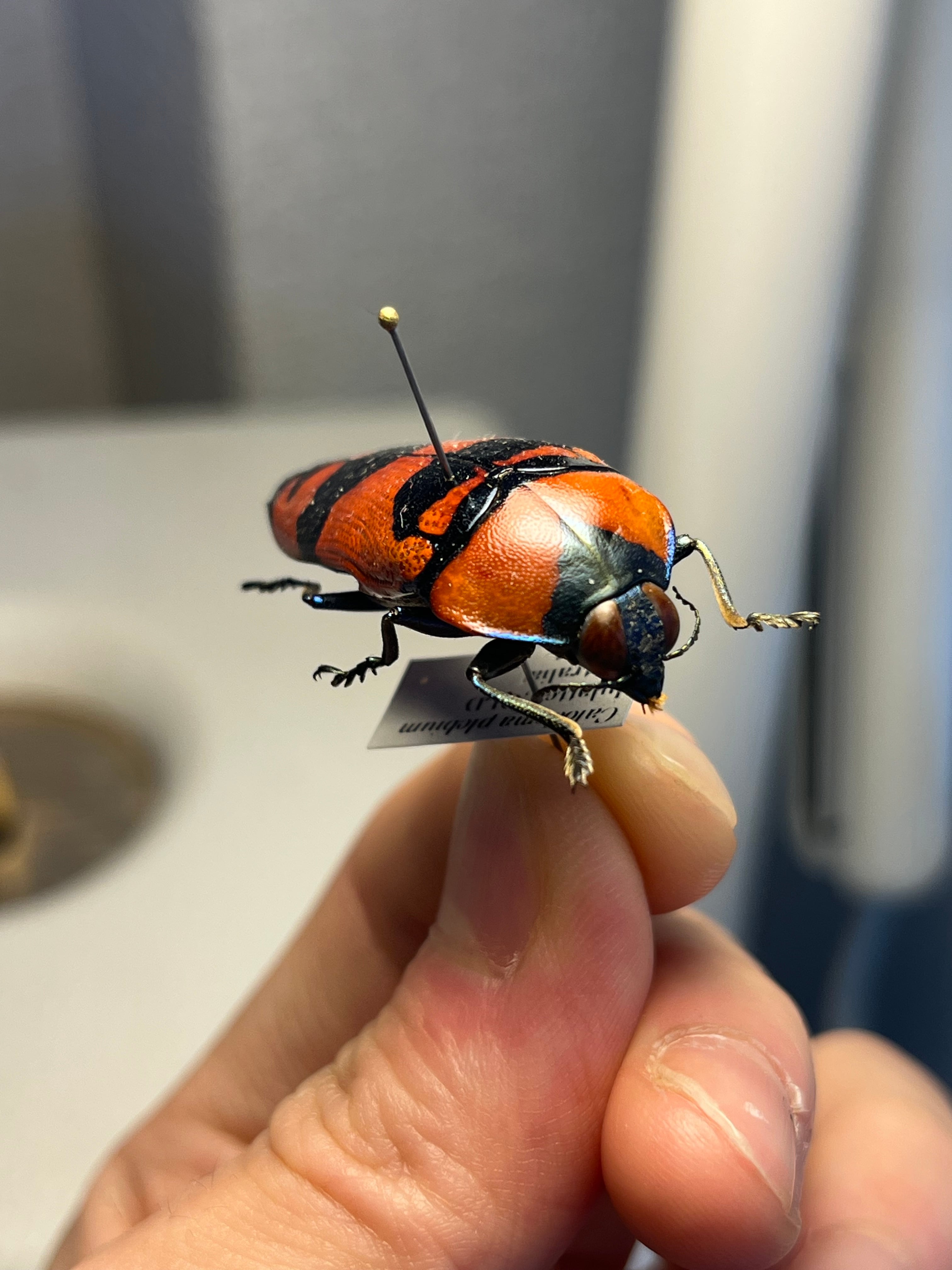 39mm】クロモンベニオウサマムカシタマムシ Calodema plebeia