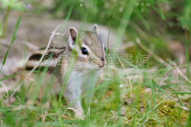 【ポストカード】夢を見つめての一歩【エゾシマリス】