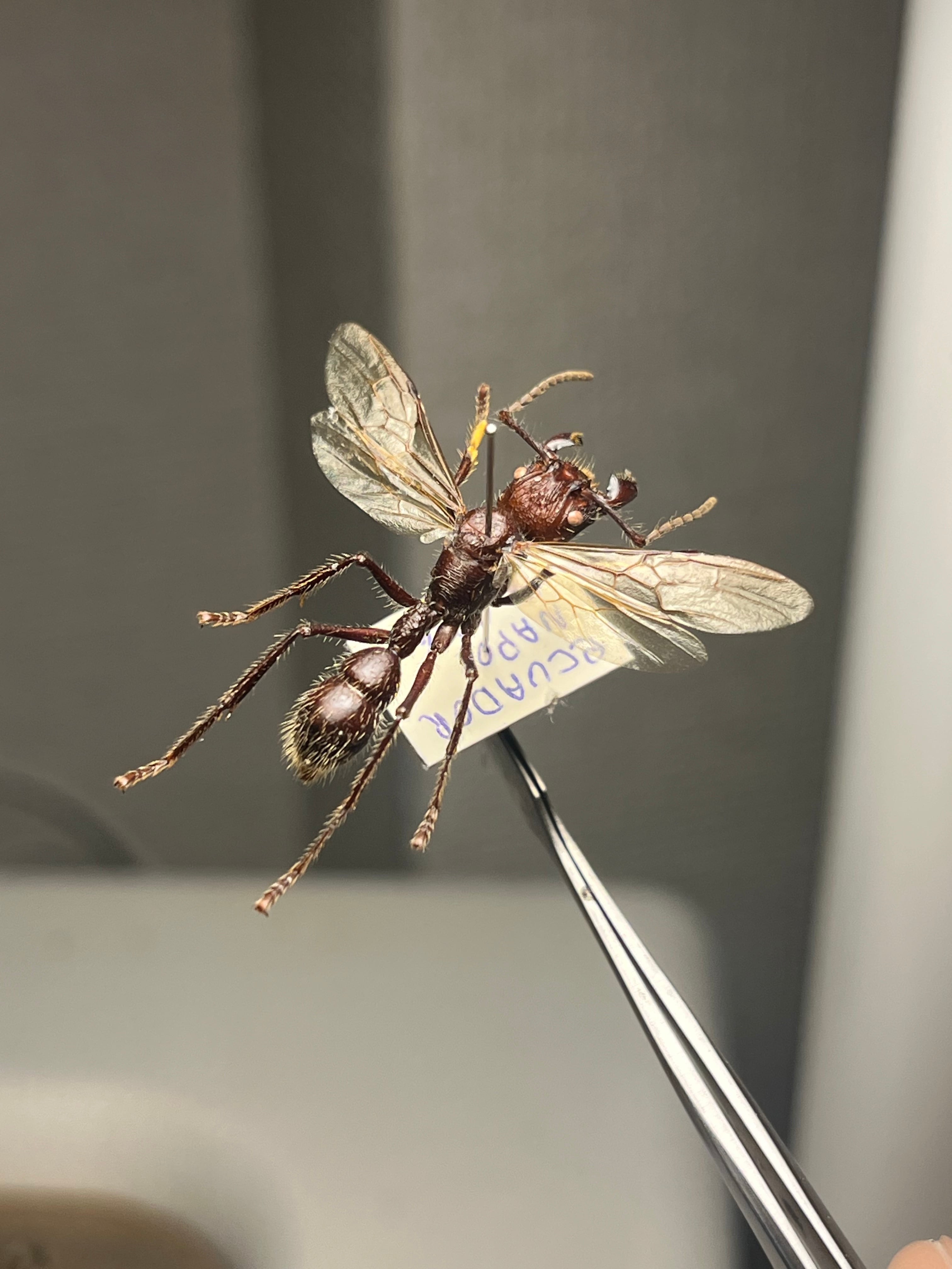 【23mm】パラポネラ アシナガアリ 標本いきもの大図鑑 蟻 クロオオアリ 開翅標本】パラポネラ アシナガアリ いきもの大図鑑 蟻 クロオオアリ