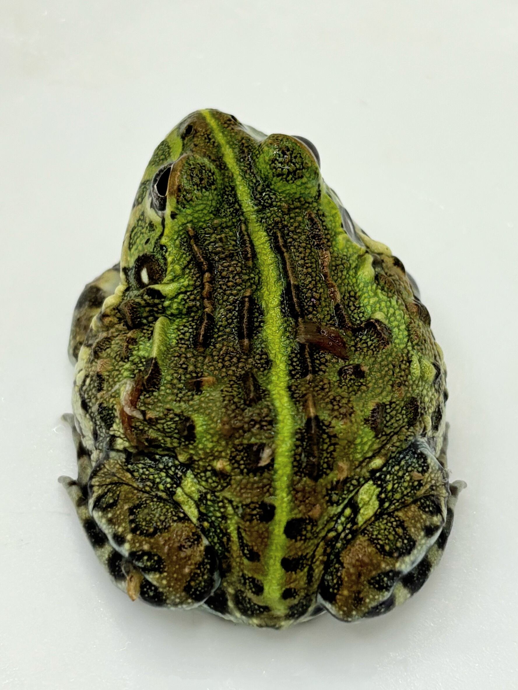 アフリカウシガエル③ 1匹 | まるころ商店〜まるくてころころした アフリカウシガエル③ 1匹 | まるころ商店〜まるくてころころした