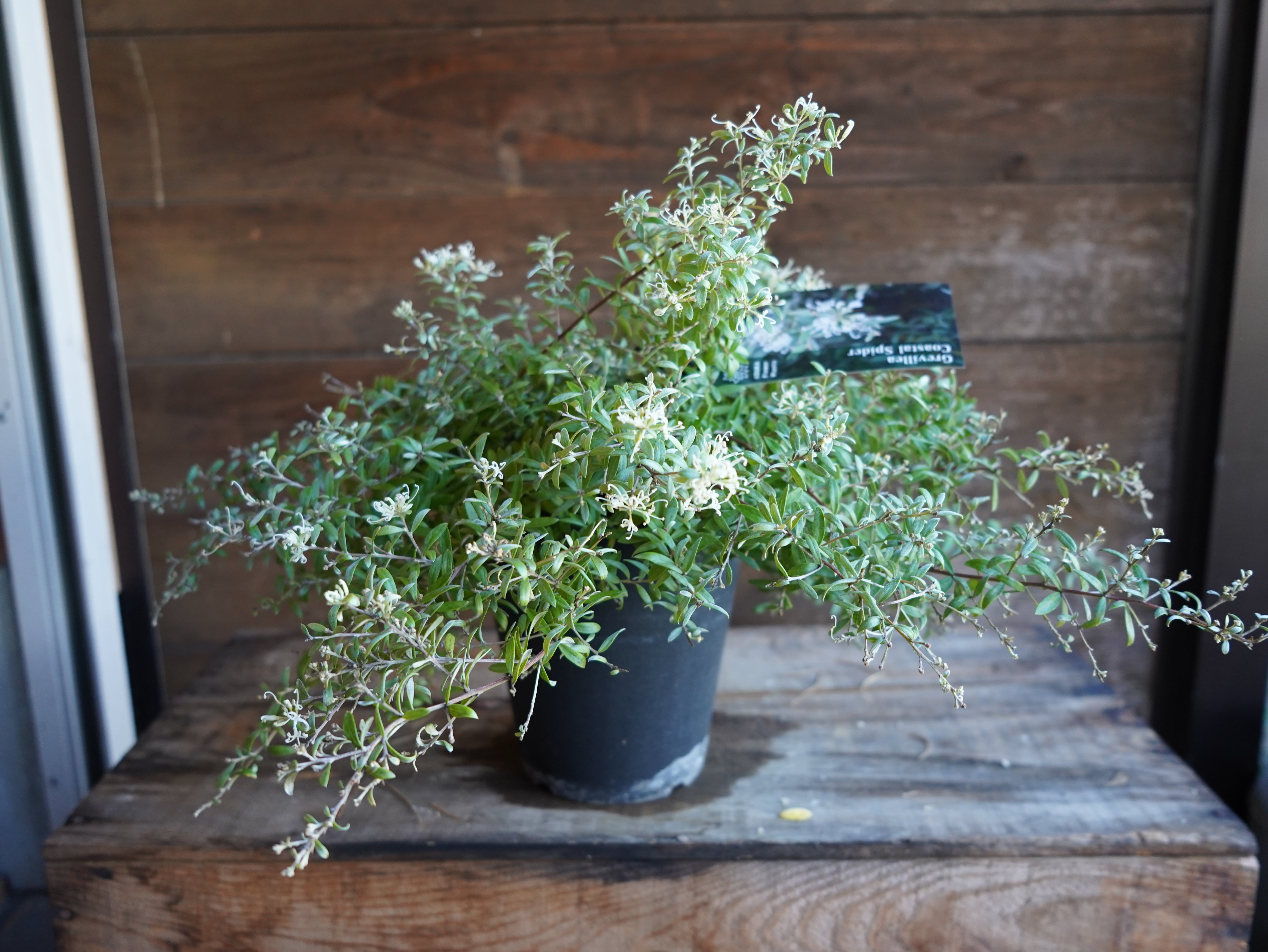 【現物】グレビレア　”コースタルスパイダー”　A