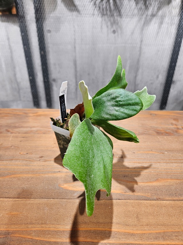 P.willinckii Unicorn × P.willinckii Watchara Sporelings 【artPLANTs/PLANTS GARAGE】 ビカクシダ/Platycerium