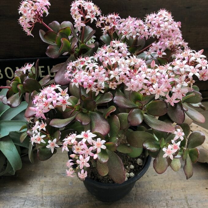 金のなる木 5号 花月 多肉植物 観葉植物 成金草 金運アップ 一攫千金