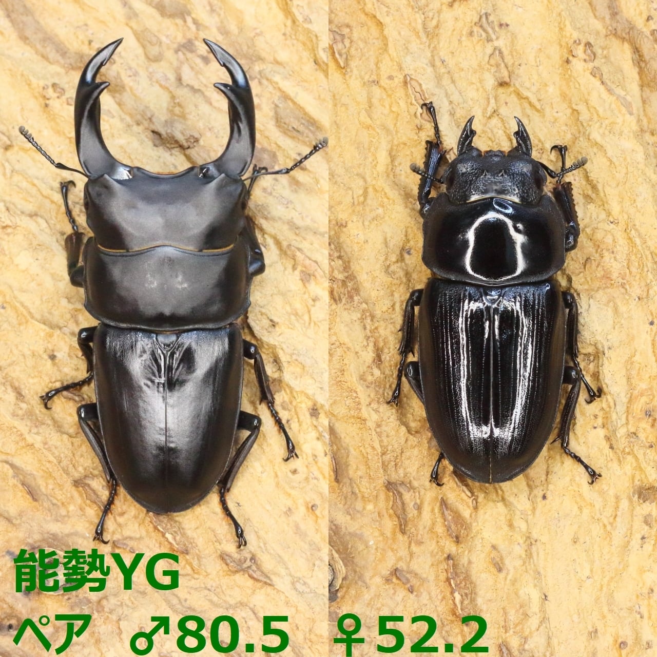 2ee53c4de0bafde4e75ee6fa2c6654