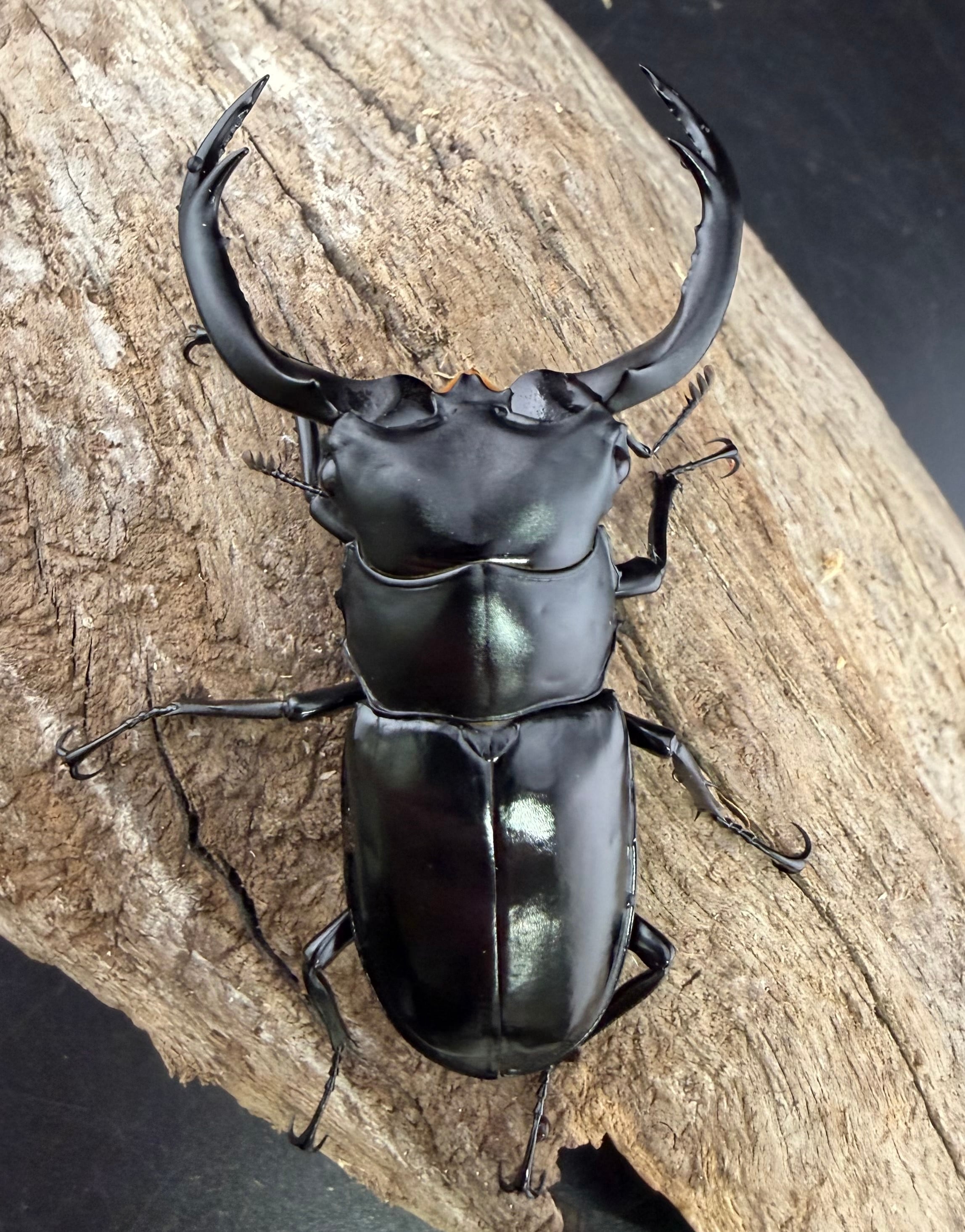 ウエストウッディ亜種カズミアエ 71.5mm ペア》 | KPW公式オンライン