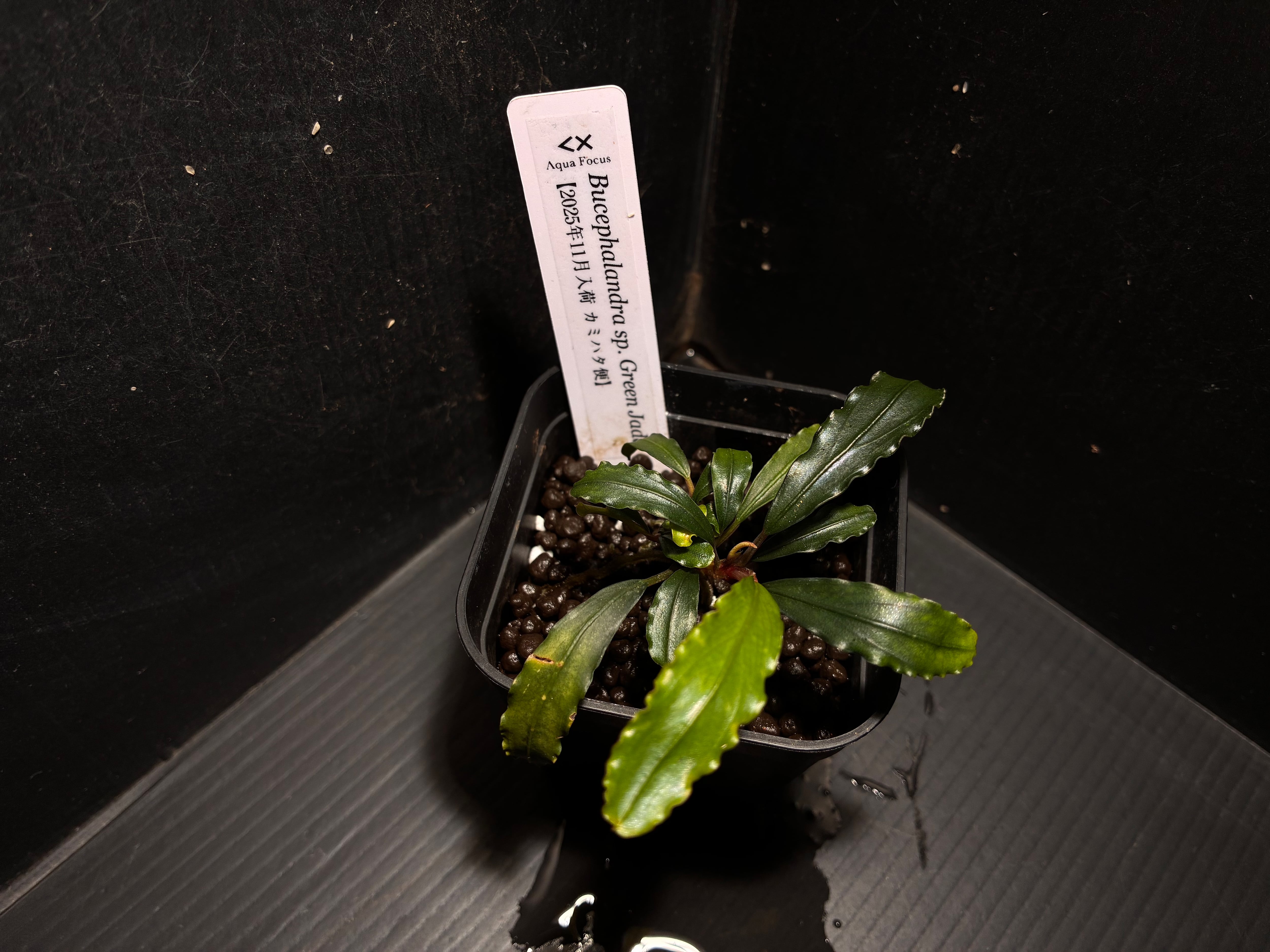 Bucephalandra sp. 