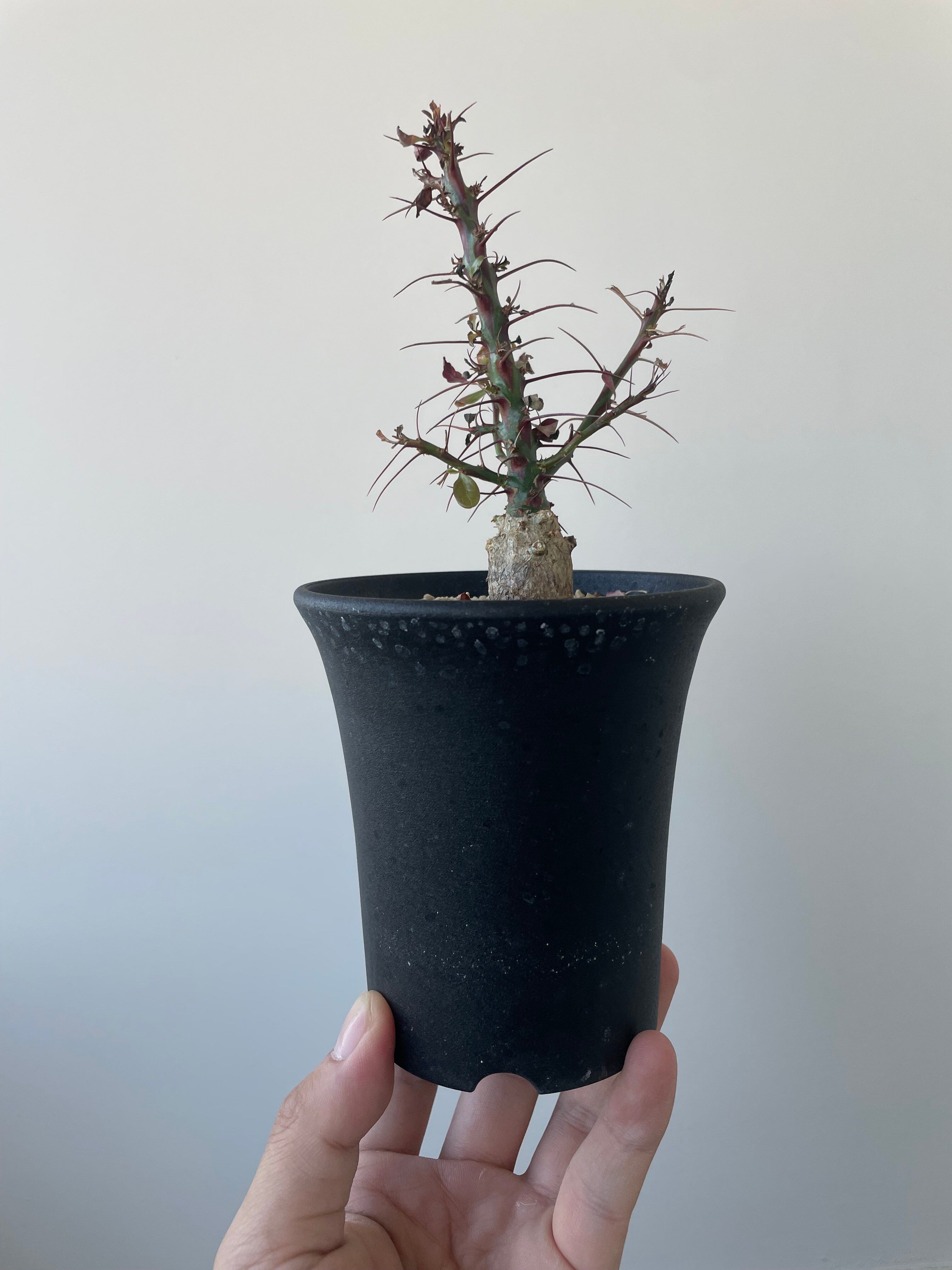 【新着】Fouquieria fasciculata 4 【激レア塊根・ぷっくり選抜実生株】フォークイエリア ファシクラータ