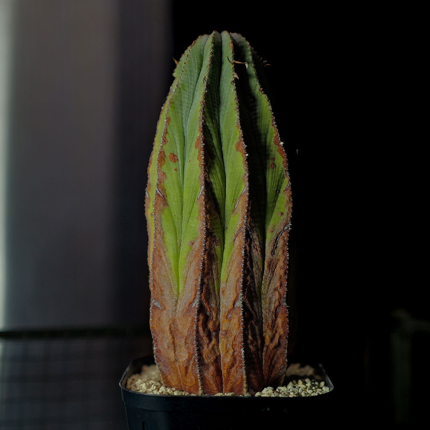 オス株 大株 最大幅7cm マウンテン オベサ 木質化 / ユーフォルビア 